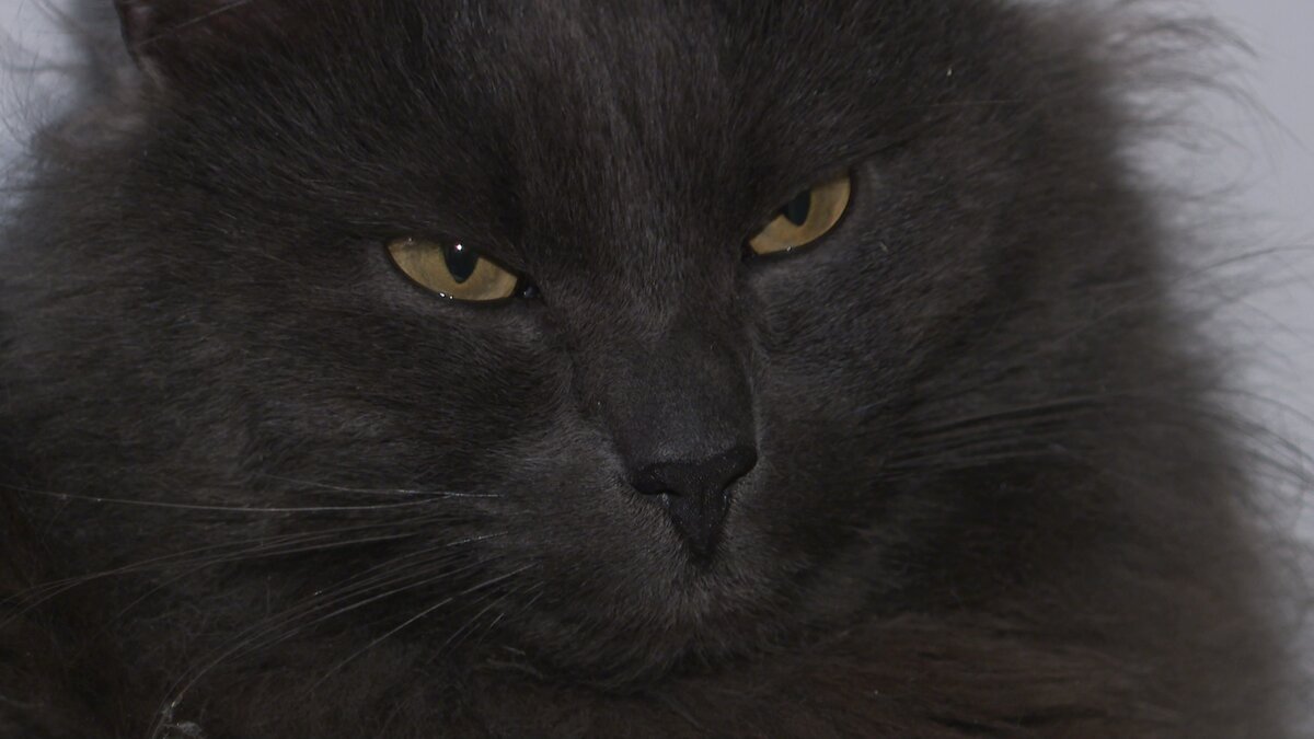 Фото: ГТРК «Ярославия»