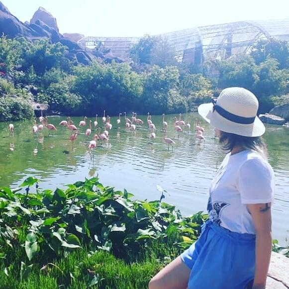 На Винперле живут красивые розовые фламинго! 