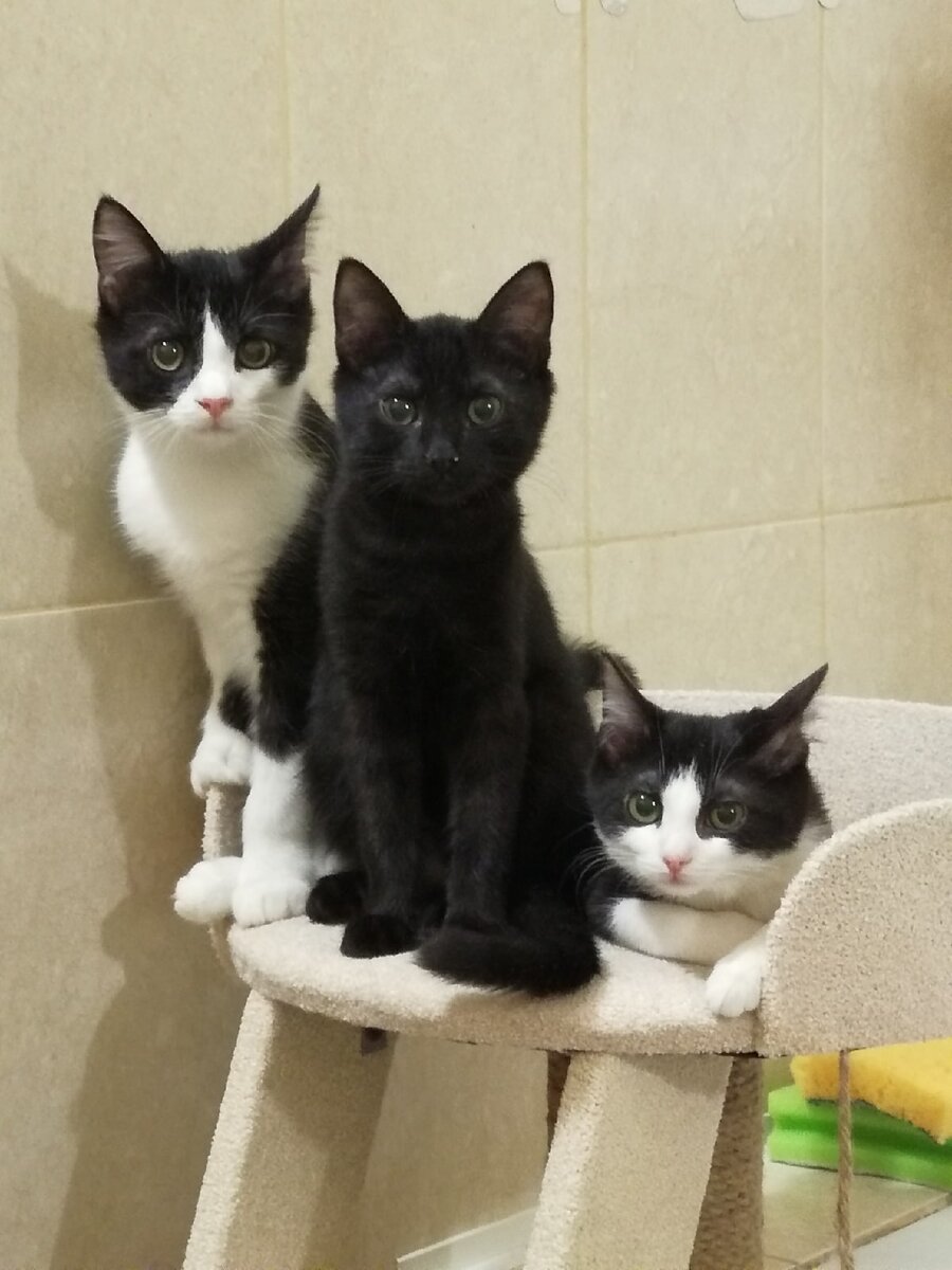 Матвей, Ютос и Мия. Смотрите какие парни рядом с ней! В обиду не дадут:)