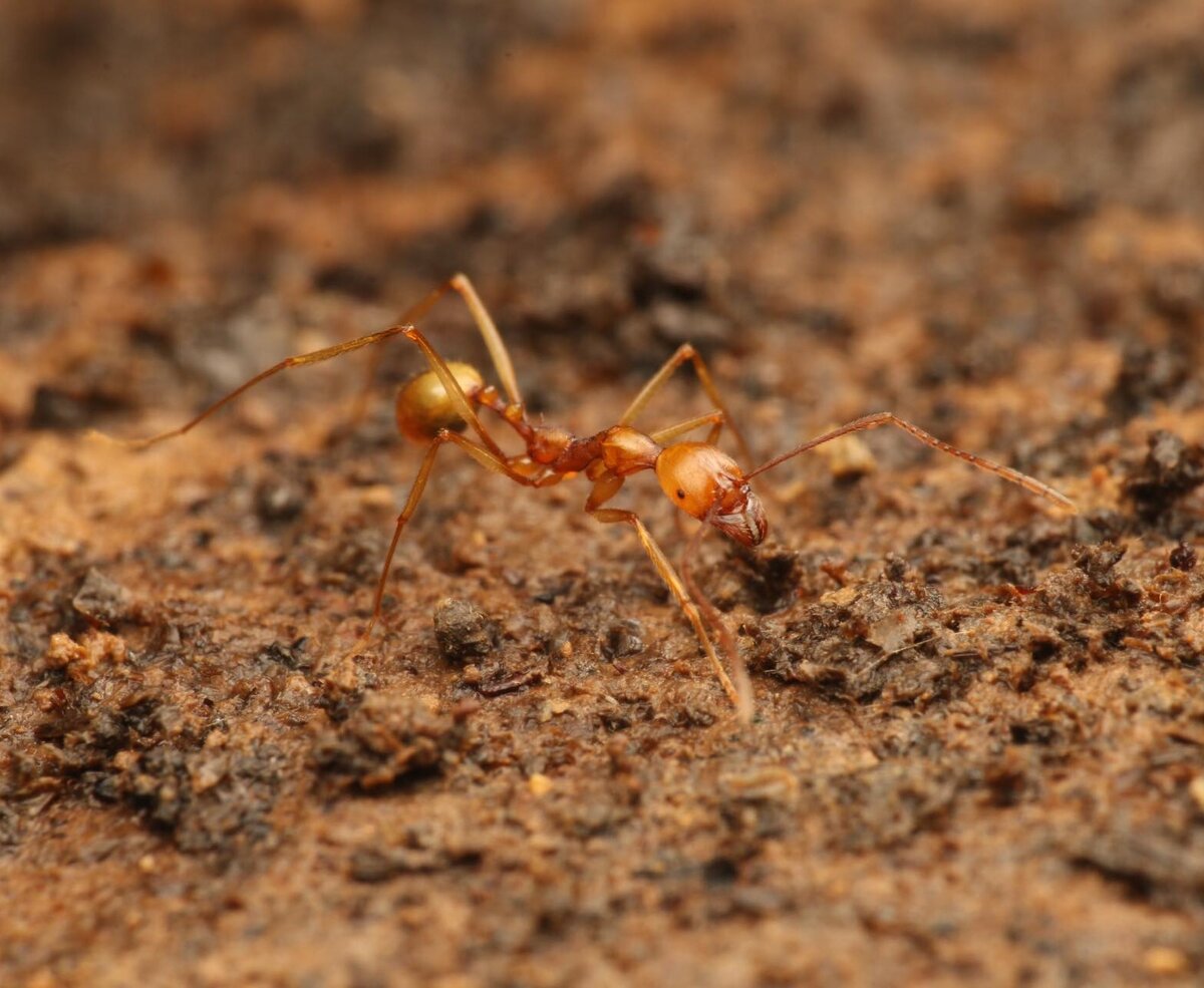 А один вид так и вовсе переехал в пещеры и теперь не вылезает на поверхность.