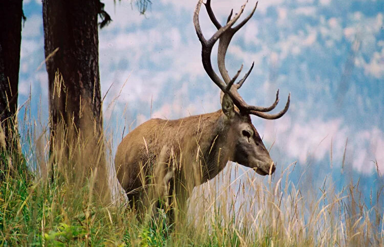 фото: интернет