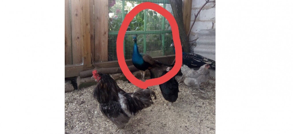 Фото: из соцсетей («Кострома», vk.com/interesnaya_kostroma)