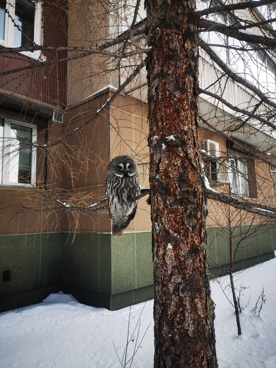 Филин,02. 02.2021, г. Красноярск