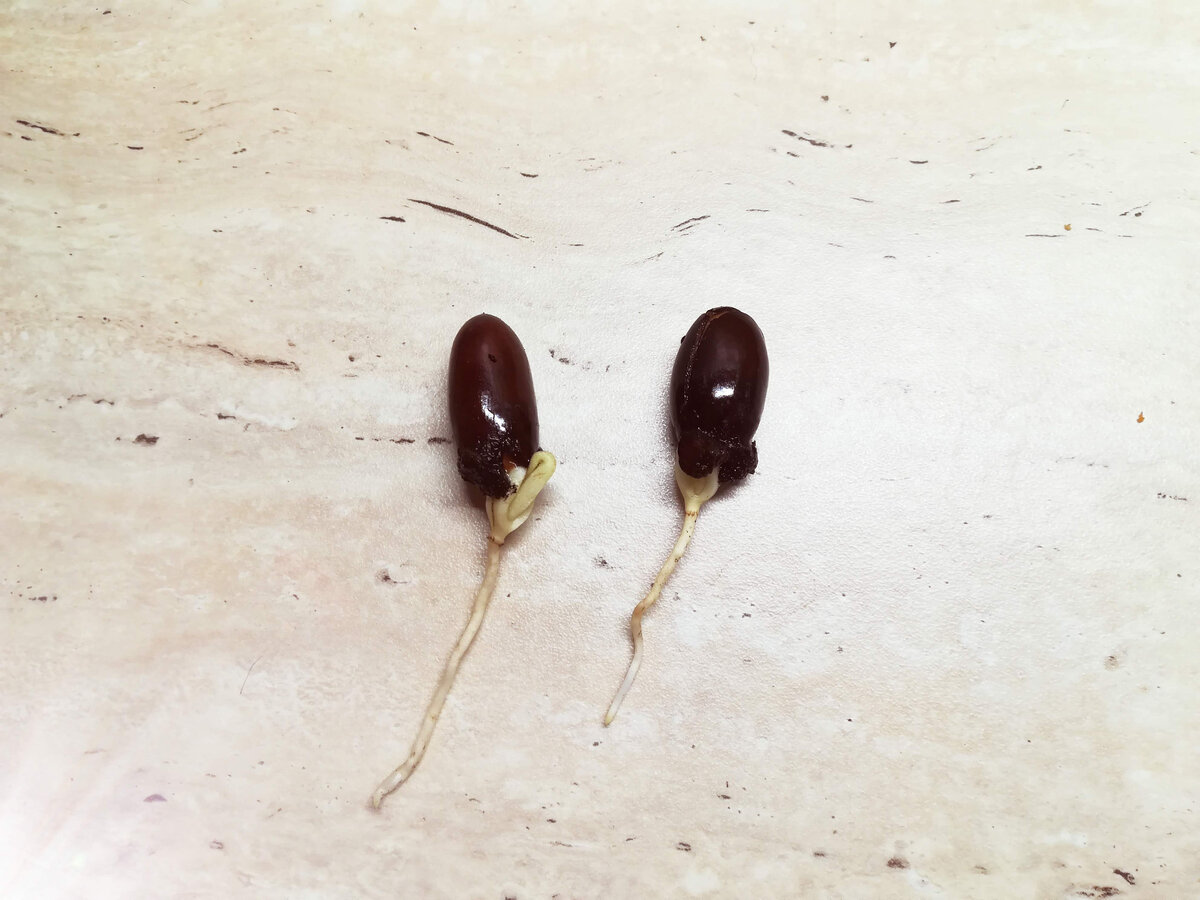 Проросшие косточки личи. Одна маленькая и потолще, вторая длинная и постройнее.