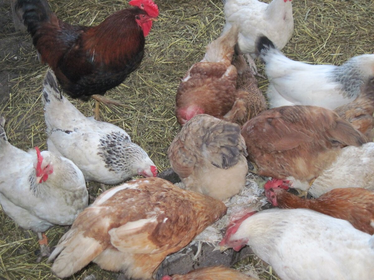 Важно, чтобы пол курятника был сухой. Для этого мы подсыпаем солому или опилки.