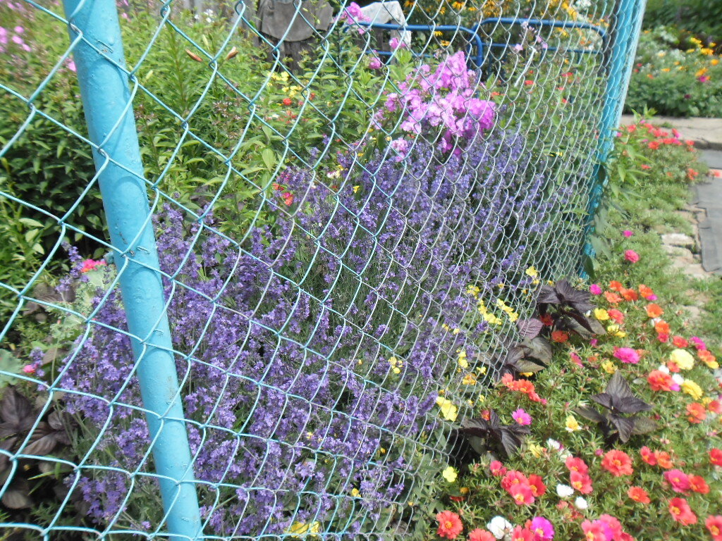 Вот цвели мои первые росточки, она очень быстро закустилась ) 2016г