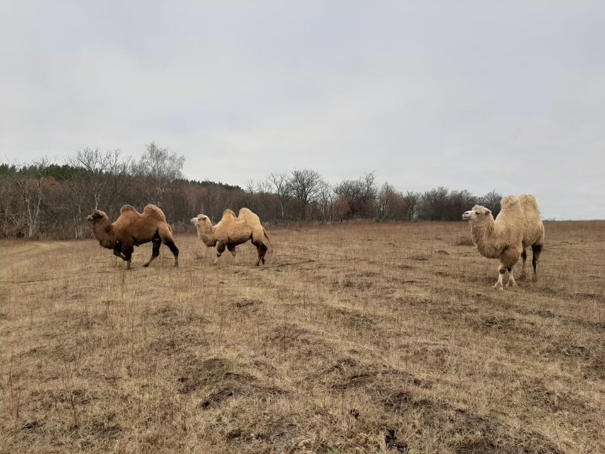 Верблюды в первые дни проживания в Диком поле. Сразу видно что они здоровы , а по горбам моно заметить что к зиме они готовы.
