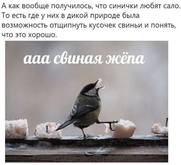 https://www.instagram.com/animals_huanimals/