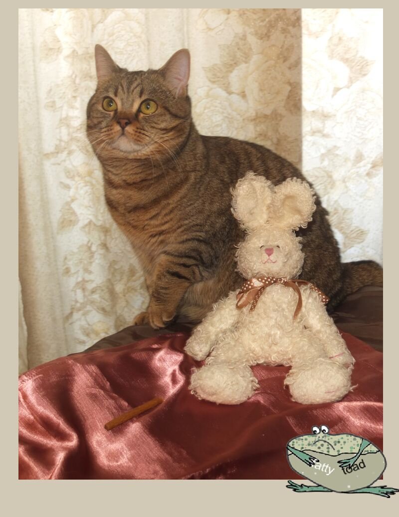 Переметы кошки: хозяйка решила показать украденные вещи на выставке