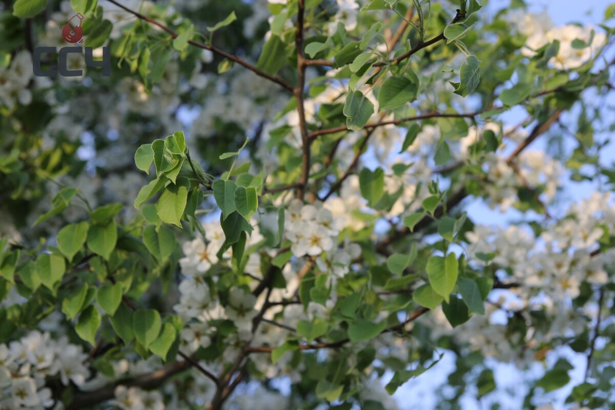 яблоня, весна. личный архив