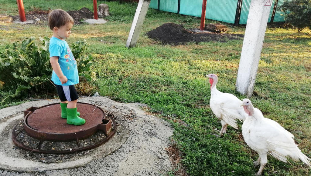 Индюки. Фото автора