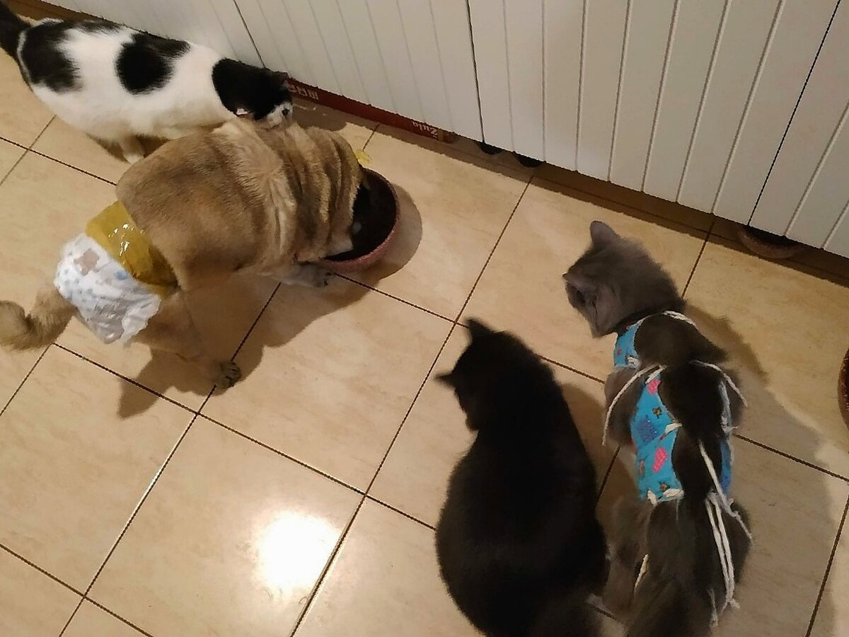 Часть зверинца сестры.