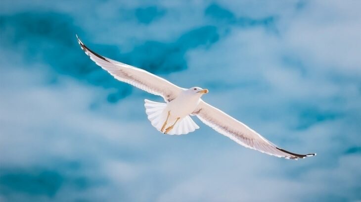  Фото: pixabay.com
