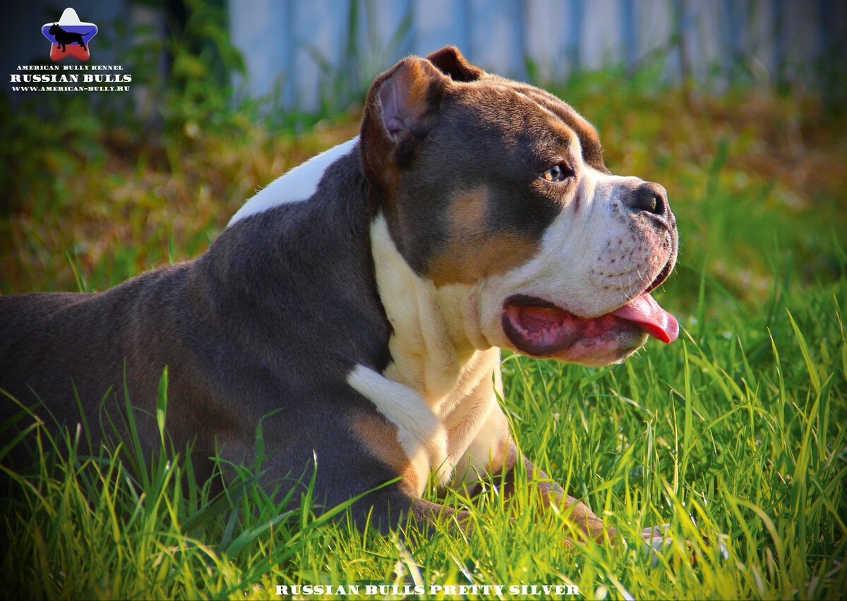 Один из наших Американских Булли с купированными ушами. Это наш Сильвер