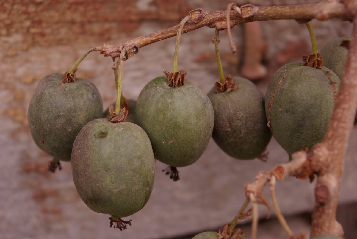 Гибридная актинидия Киевской селекции