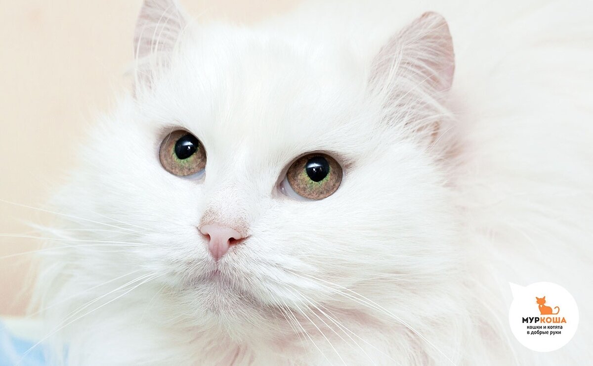 Молокошка, 6 лет 