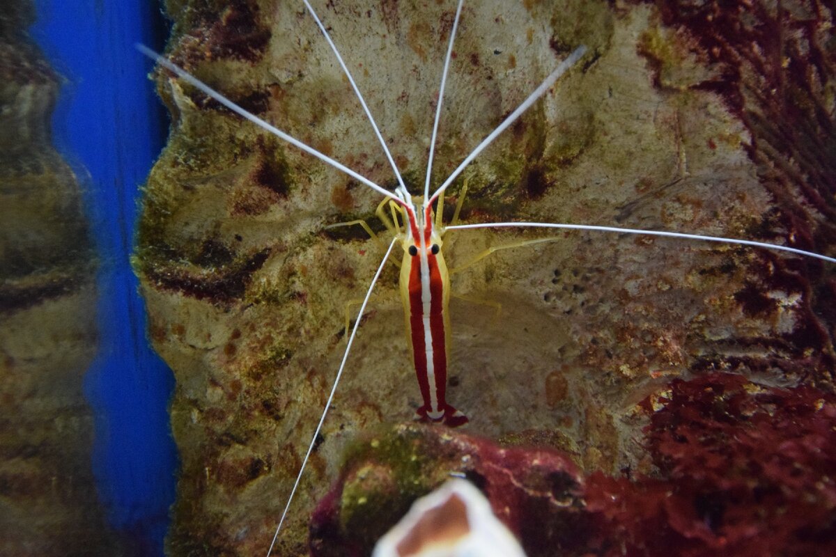 Музей мирового океана, Калининград, 2019 г.