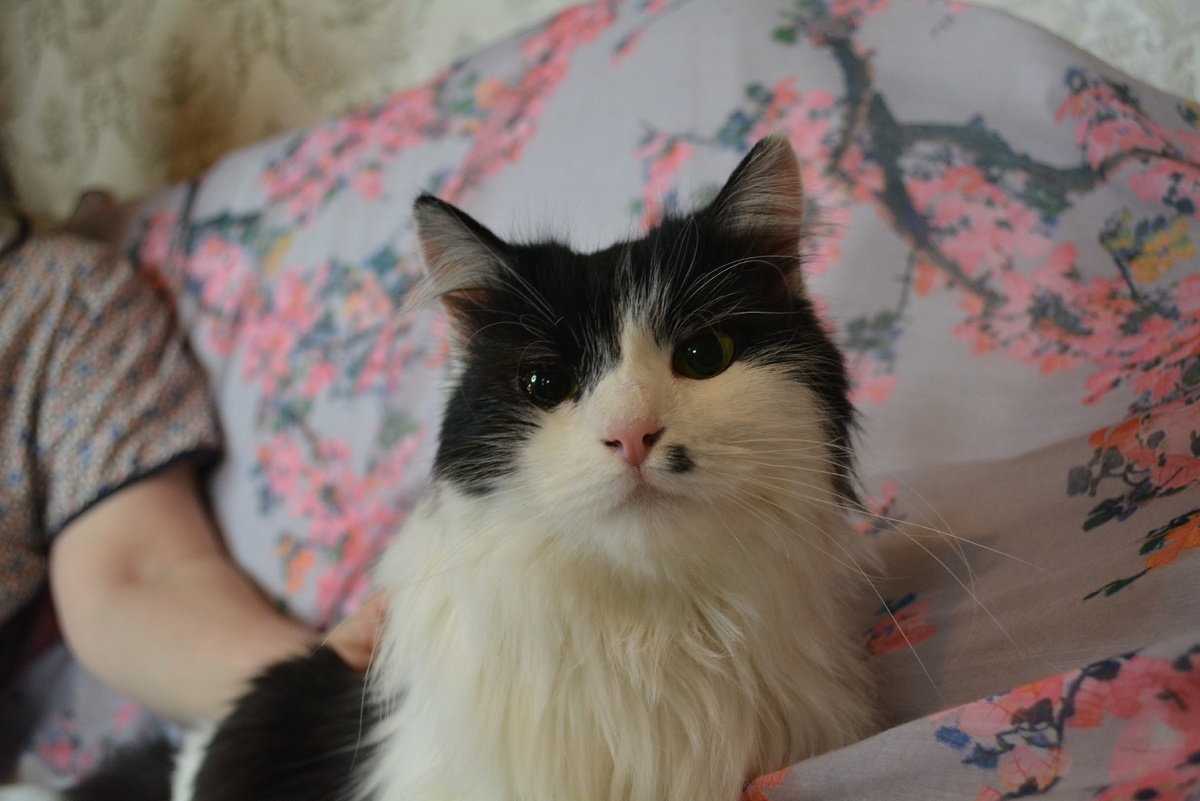 #кошка из приюта 