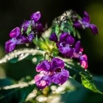  Недотрога железистая, или Бальзамин железистый (Impatiens glandulifera). © Waldemar Weiss