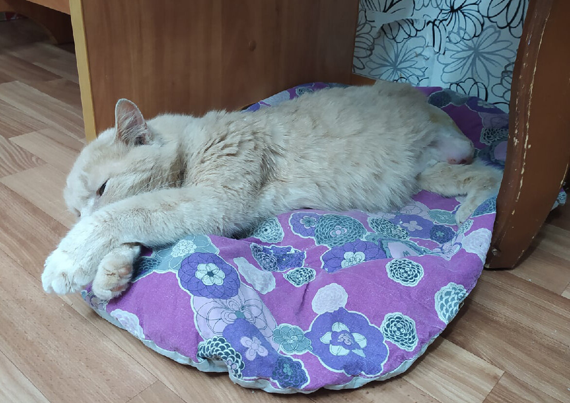 Дворовый котик каждый день убегал через дорогу с едой в зубах, чтобы ...