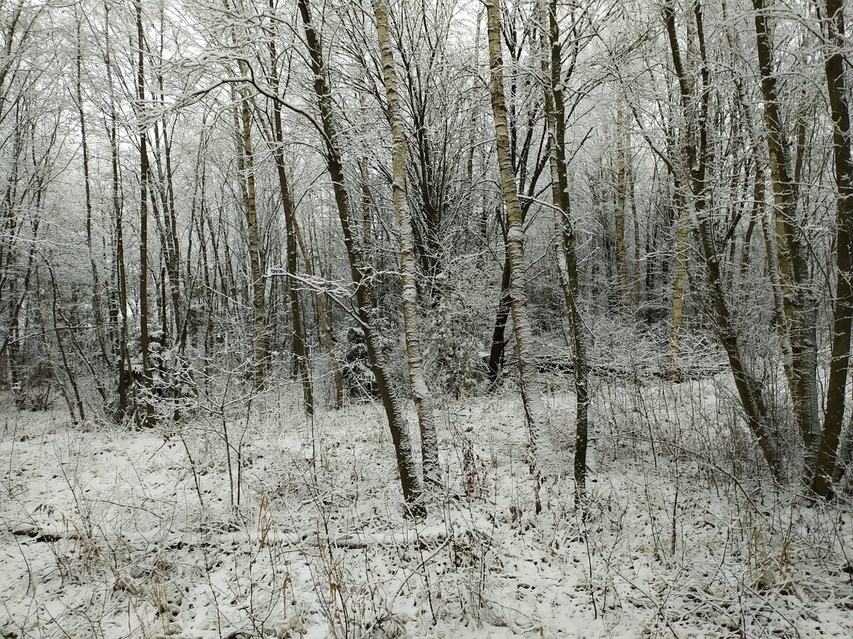 Весна в городе(фото автора)