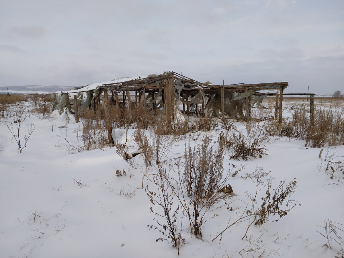 Барак, где жили богатыри-растениеводы. Фото автора