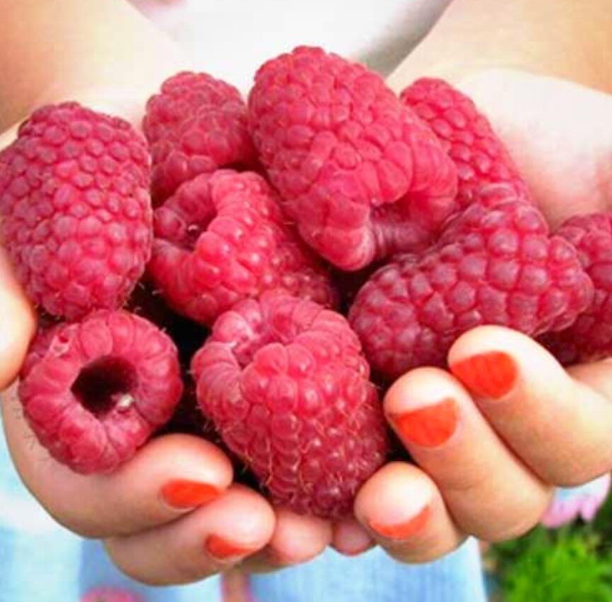 Малина Каскад Делайт