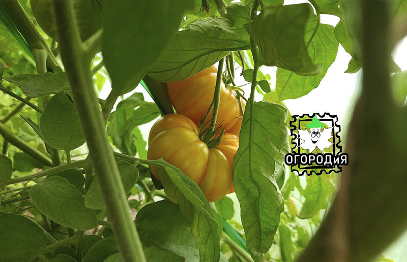 Томат План 9 из Открытого Космоса