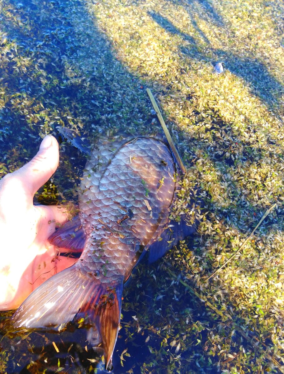 Начнем с начала - сначала отпускаем, а потом и ловим.