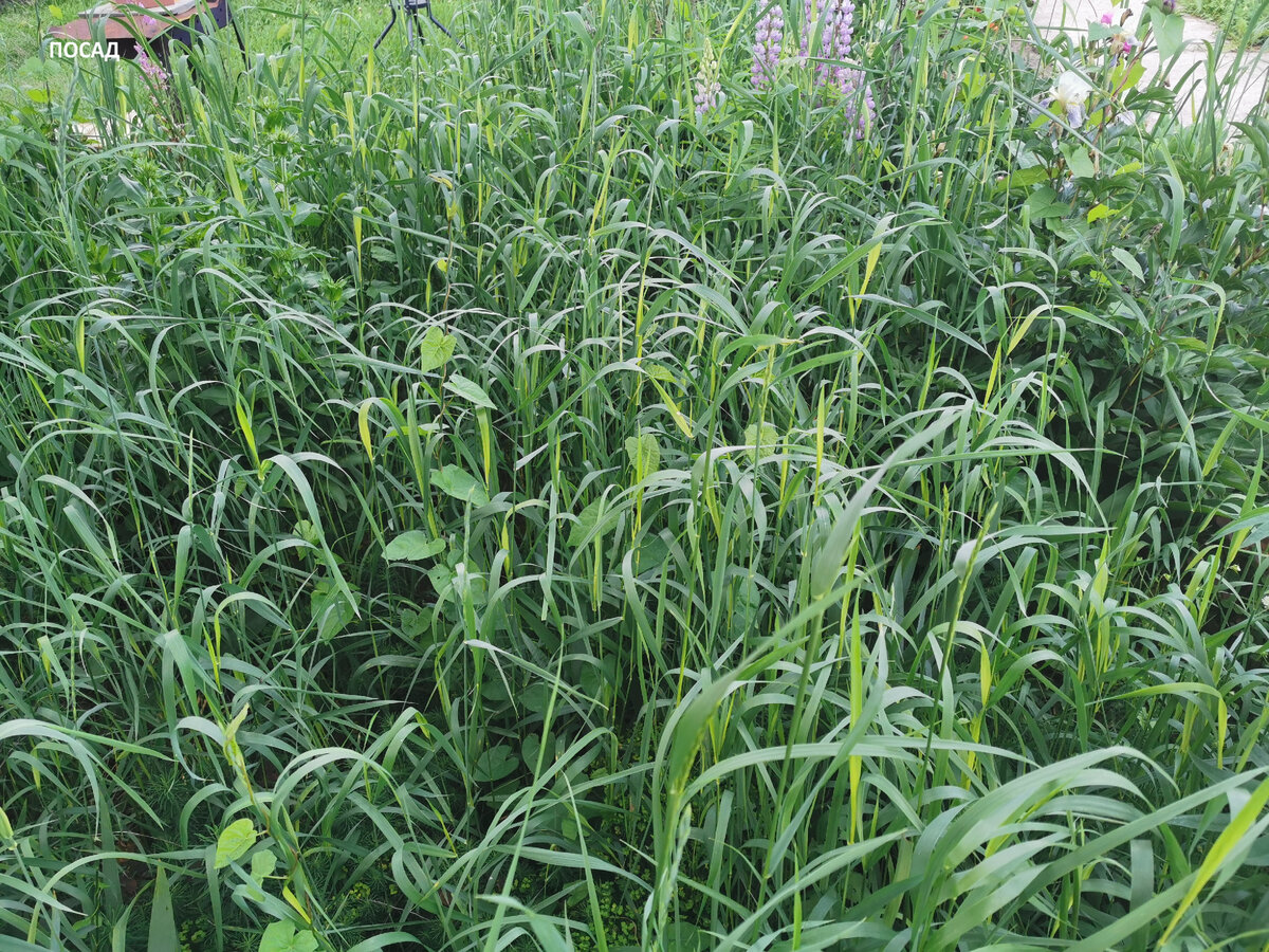 Общий вид цветника в первой декаде июня (примерно через 5 дней после обработки гербицидом). на цветник мало похоже, правда?