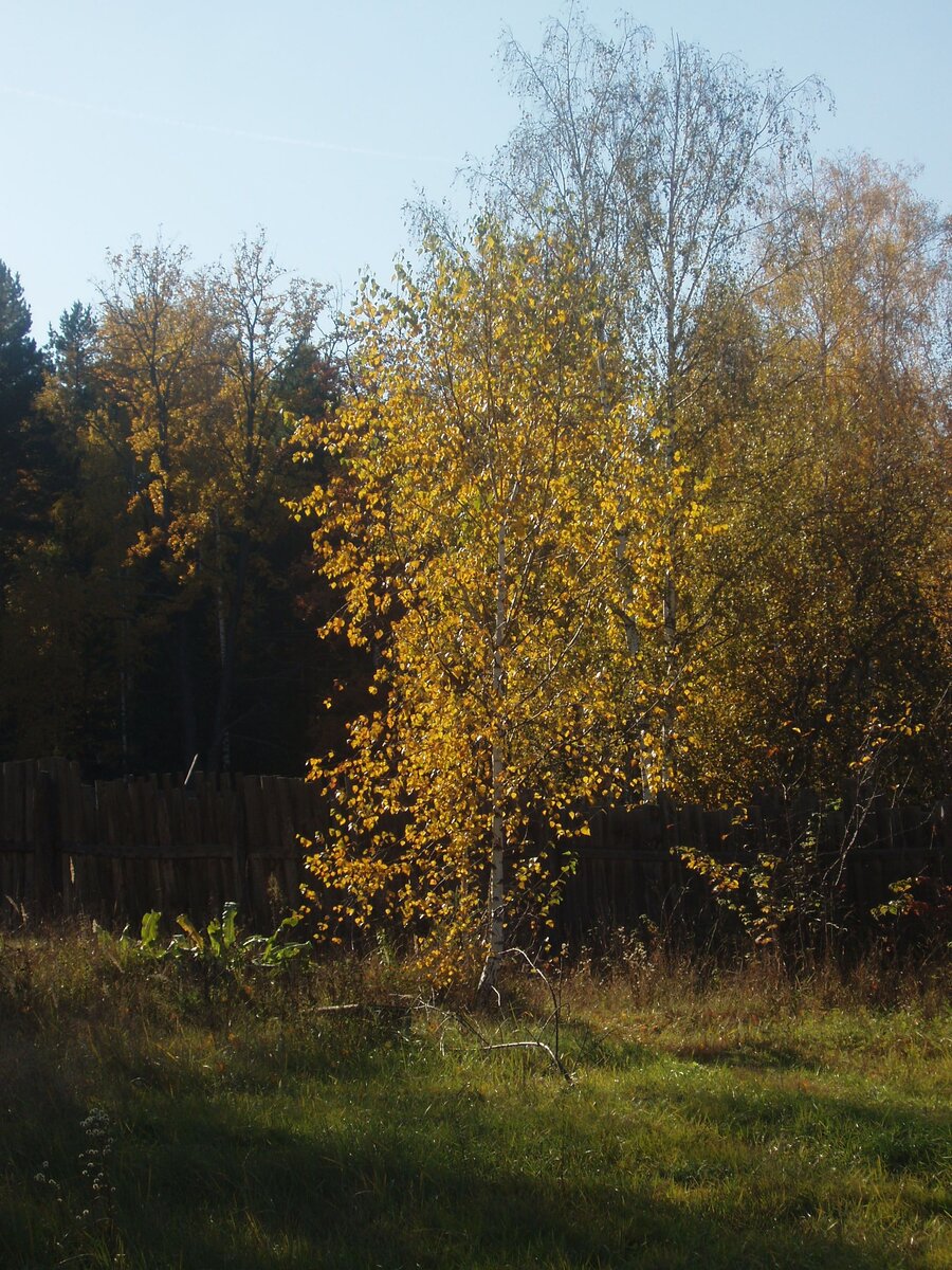Желтые листья.