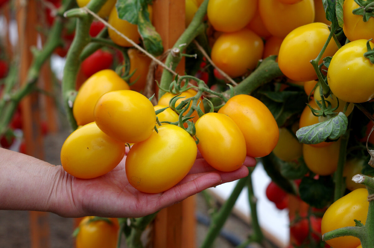 Томат Ренессанс F1