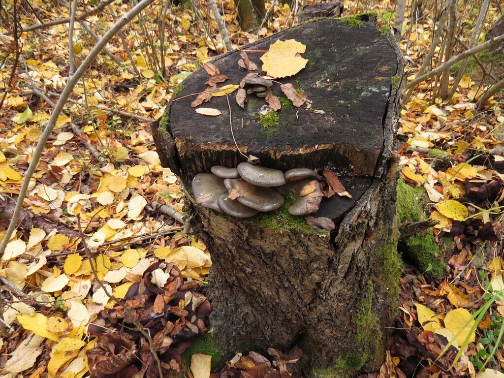 Чаще она встречается на фоне таких вот пейзажей (фото пользователя Zeff)