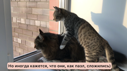 Кот и котёнок - и все-таки возможна ли дружба