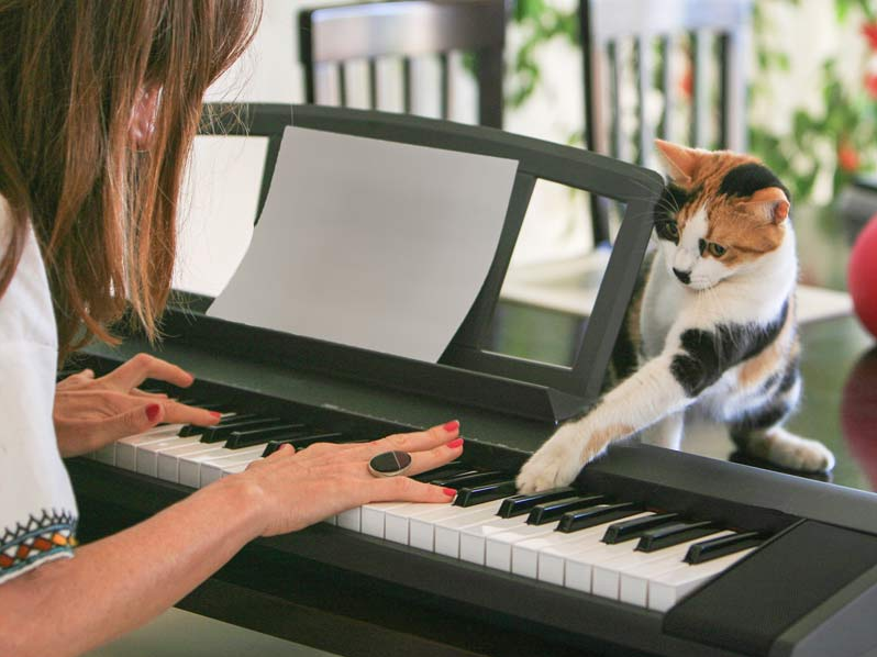 Песня cats. Музыка для домашних уроков. Cat likes Music