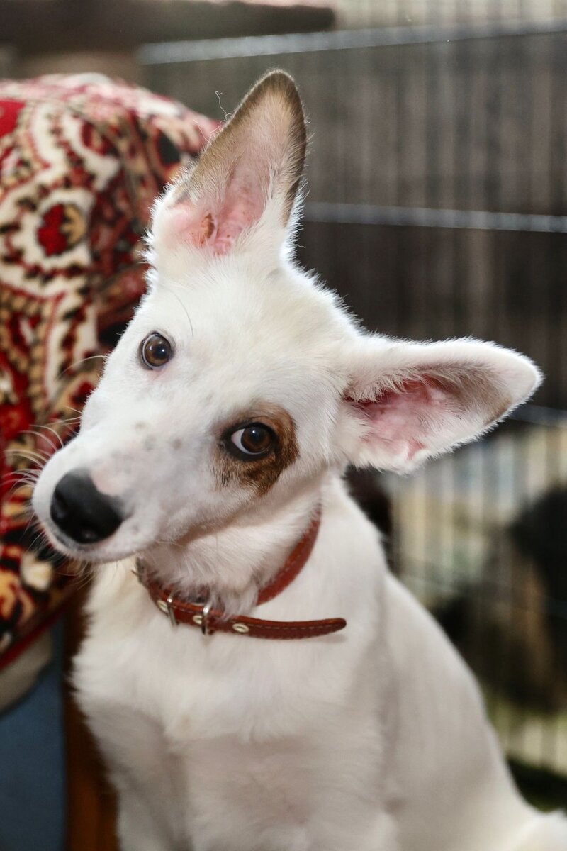 Кендик, история Кенди есть на канале.. 