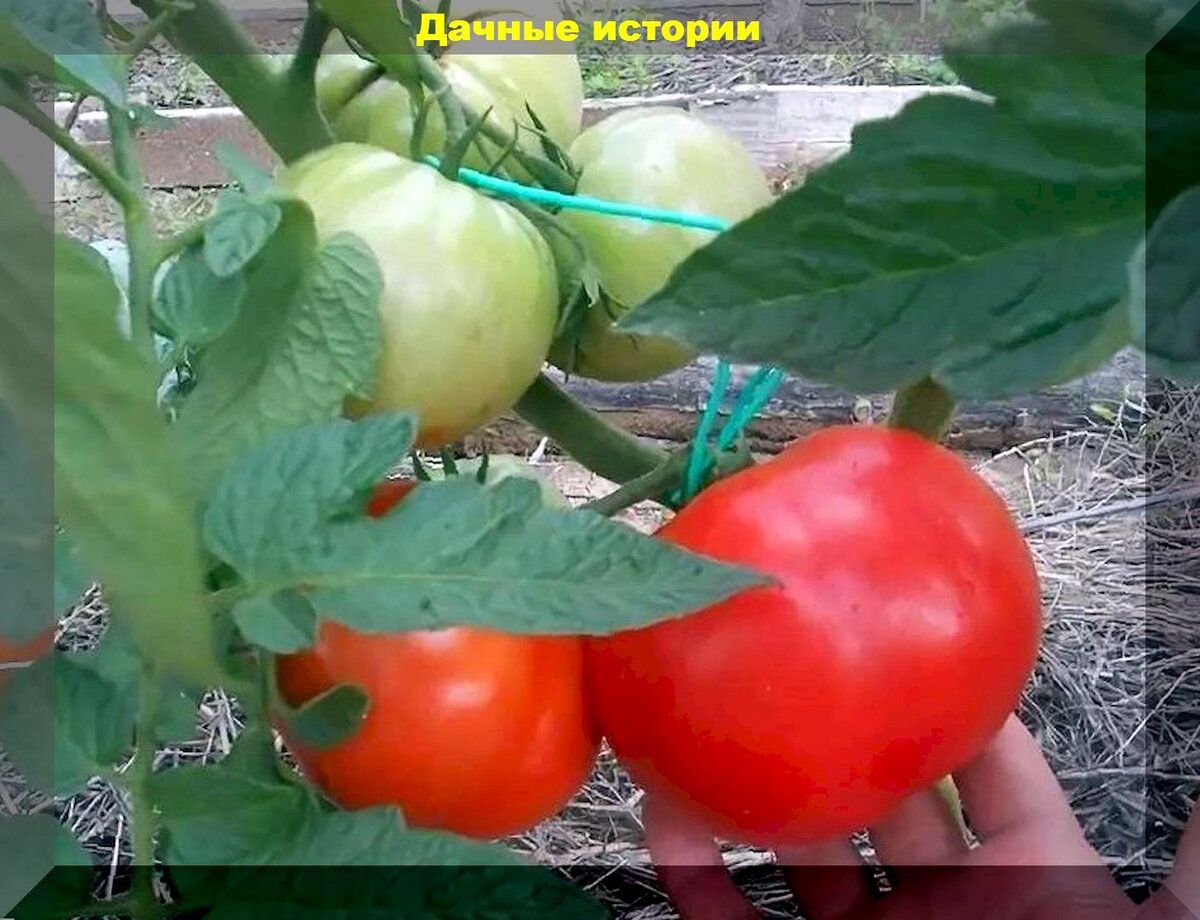 https://vk.com/photo-159774511_457250472