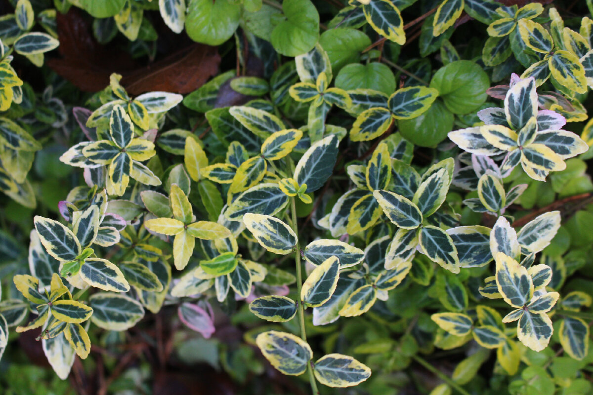 Наш сад 24 ноября, сорт "Emerald 'n' Gold"