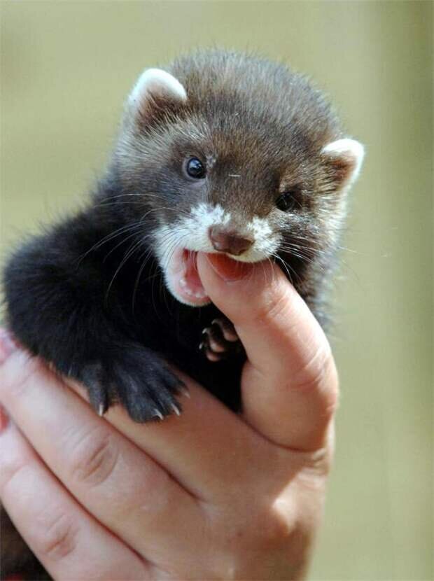 Хорьки – это хищные животные из семейства куньих. Их вытянутое тело достигает 40 см в длину у самок и 50 см у самцов. Лапки у зверька коротенькие, но при этом очень сильные и выносливые. Благодаря развитой мускулатуре в конечностях хорек легко перемещается с одного дерева на другое и копает глубокие норы. Большой популярностью он пользуется у заводчиков благодаря большому пушистому хвосту, длина которого составляет 20-25 см. Масса в зависимости от разновидности варьируется от 0,25 до 2 кг. 
