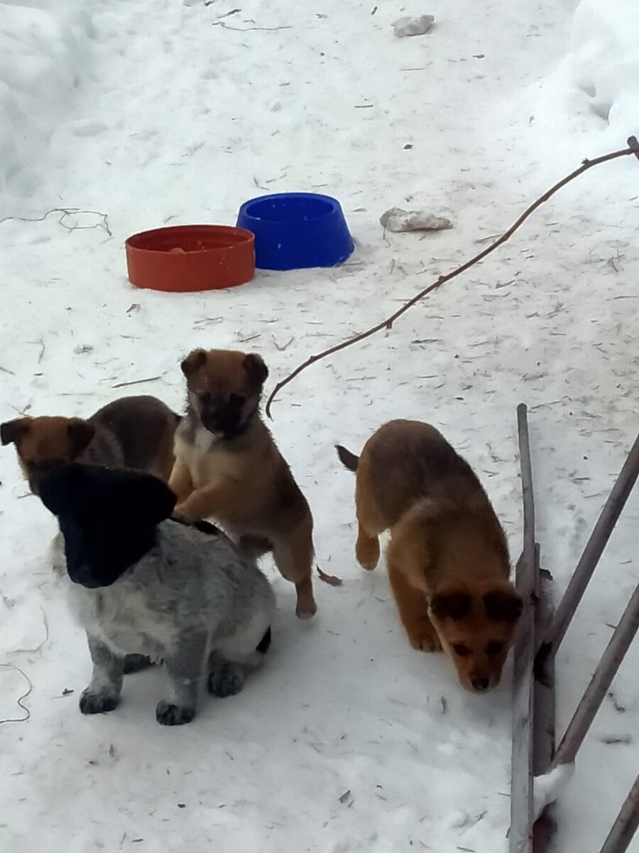 Щенки той самой собаки