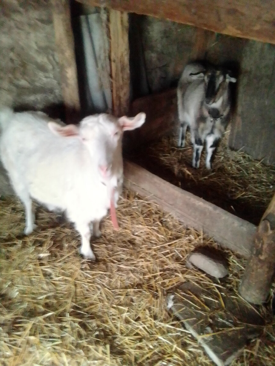 Мои красавицы