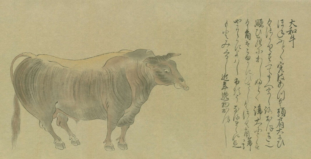 Корова области Ямато в "Kokugyu juuzu (10 [пород] коров Японии)" (1310 г., рукописная копия 1778 г. Из хранения National Diet Library)