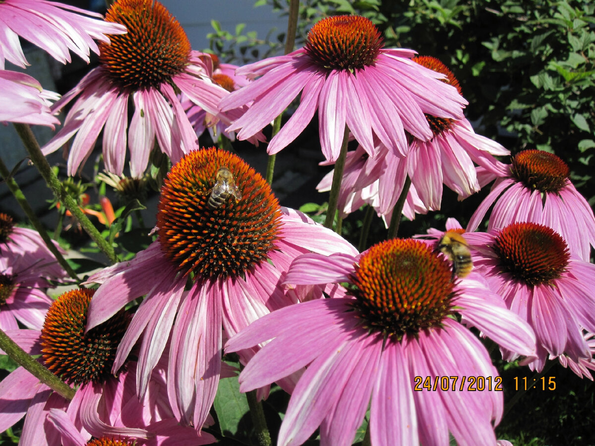 Rudbeckia Aster Echinacea