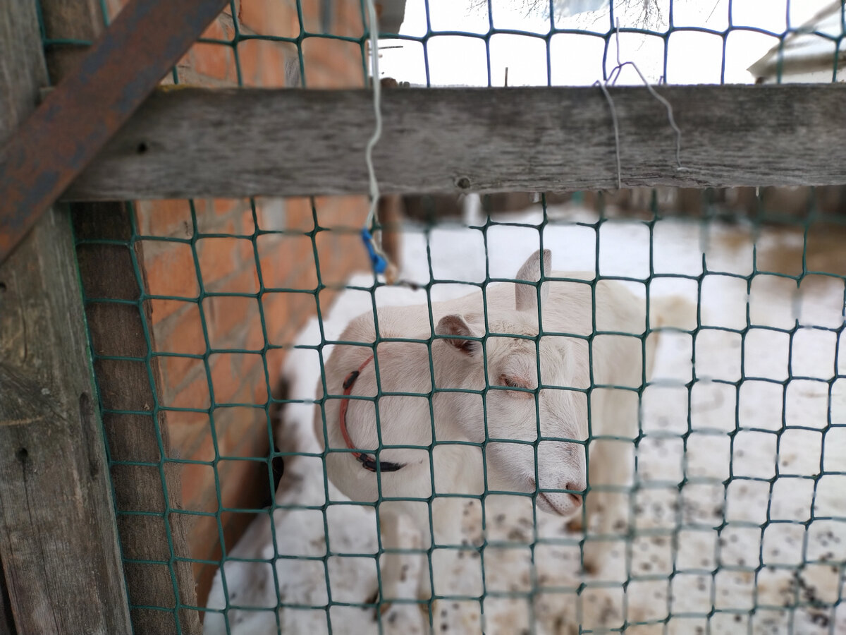 Глубокобеременная Бяшка