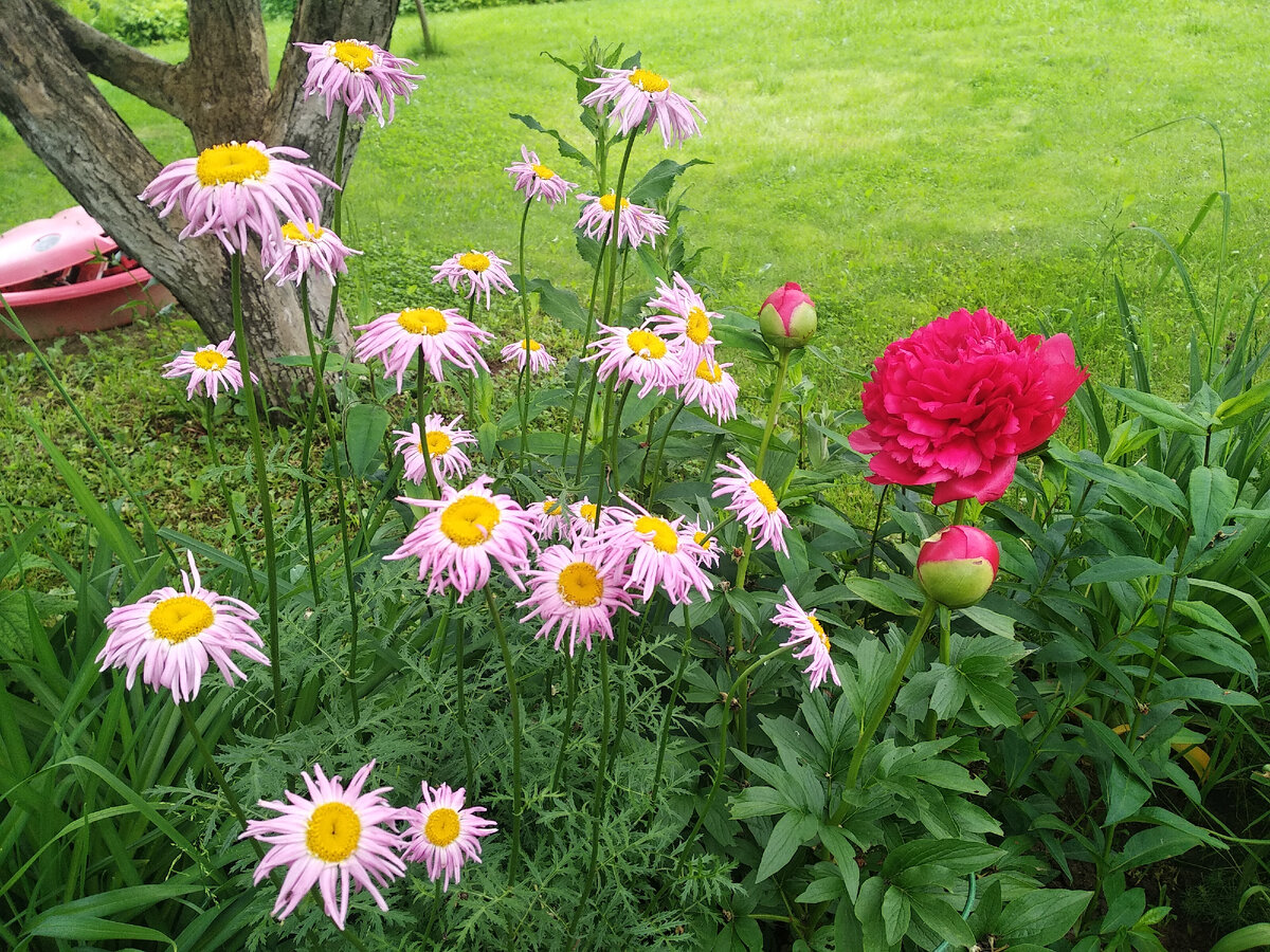 Пижма / Пиретрум розовый (Tanacetum coccineum)