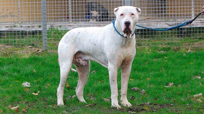 Булли Кутта - фото