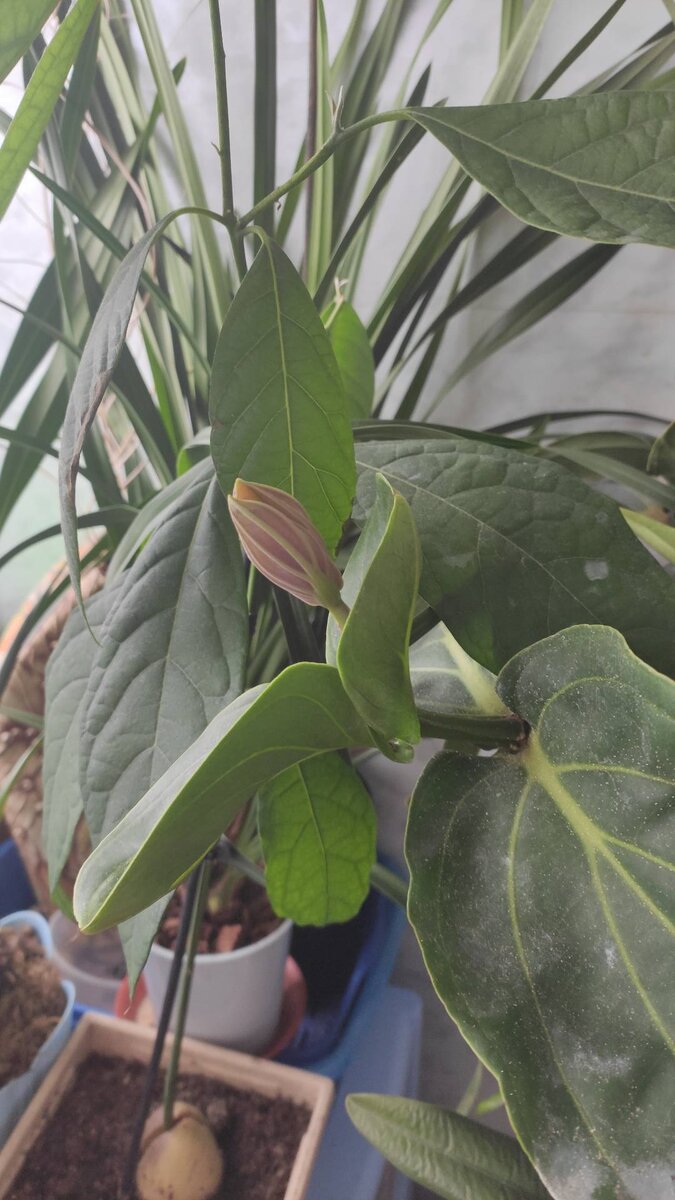 Новые листочки