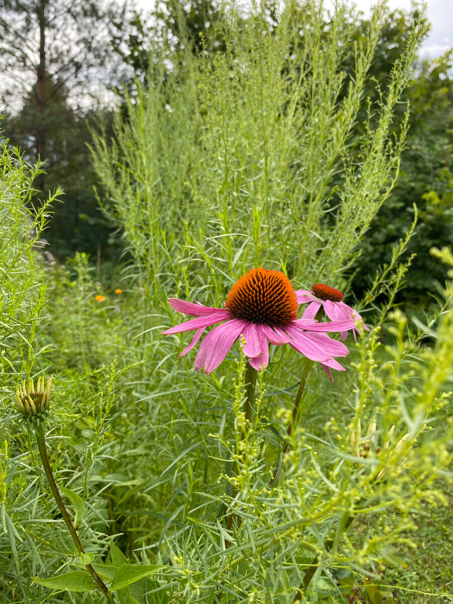 Эхинацея среди эстрагона 