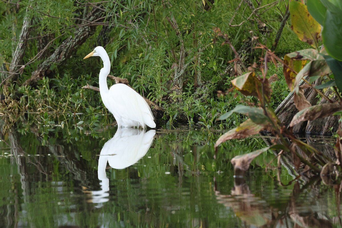    Параметры: 500 mm, 1/200 sec, f/7.1, ISO 1600. Источник: dpreview.com