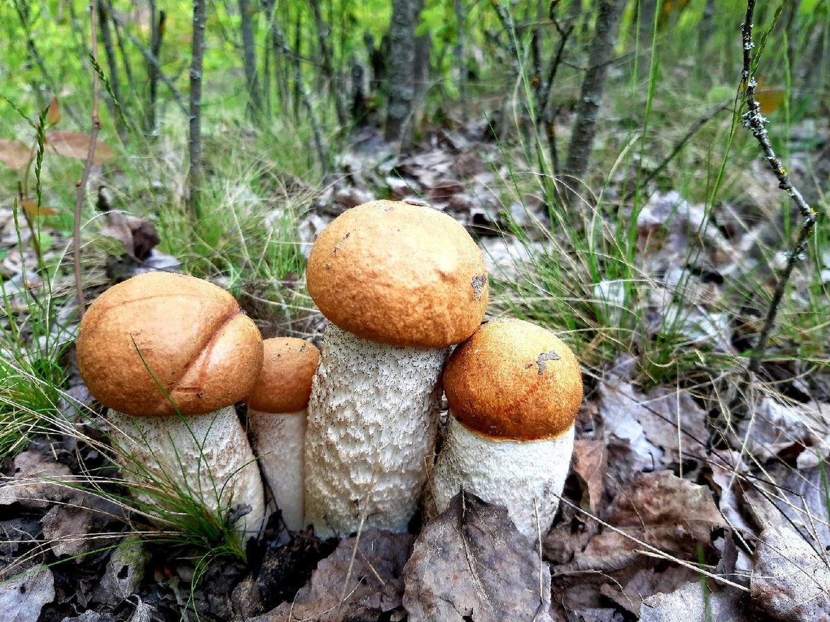 фото грибов белоруссии